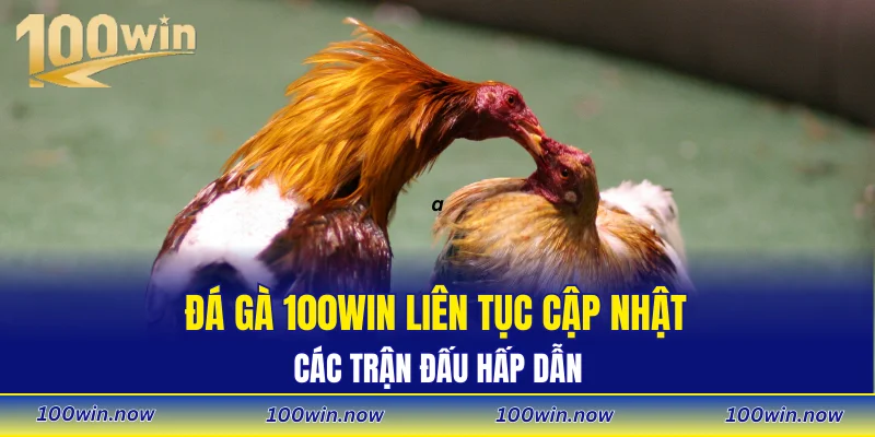 Đá gà 100WIN liên tục cập nhật các trận đấu hấp dẫn