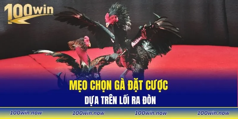 Mẹo chọn gà đặt cược dựa trên lối ra đòn