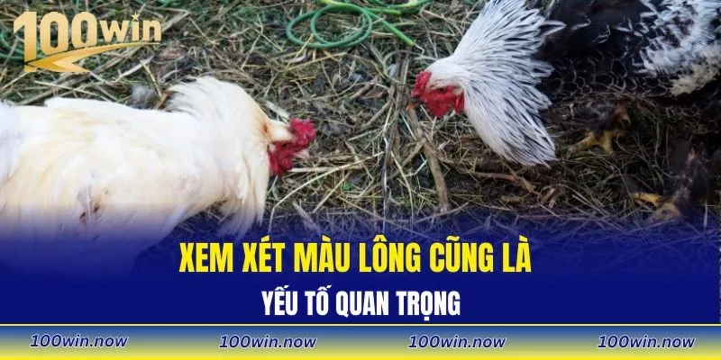 Xem xét màu lông cũng là yếu tố quan trọng