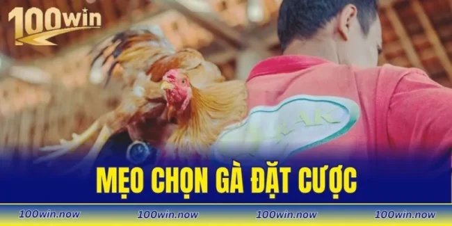 mẹo chọn gà đặt cược