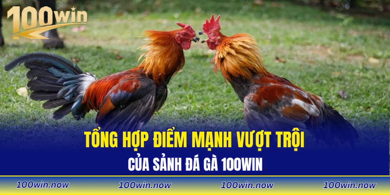 Tổng hợp điểm mạnh vượt trội của sảnh đá gà 100WIN